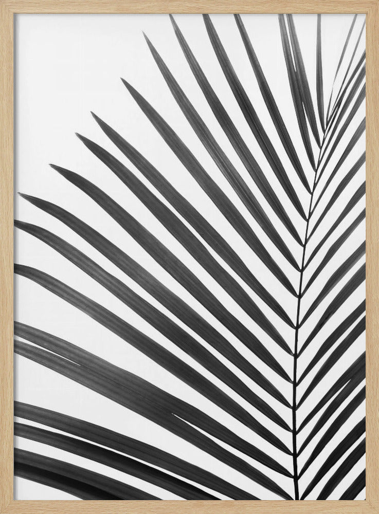 BW Palm Leaf | Poster