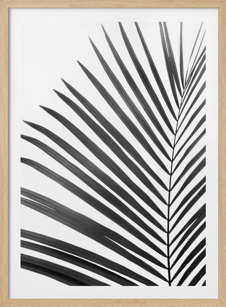 BW Palm Leaf | Poster