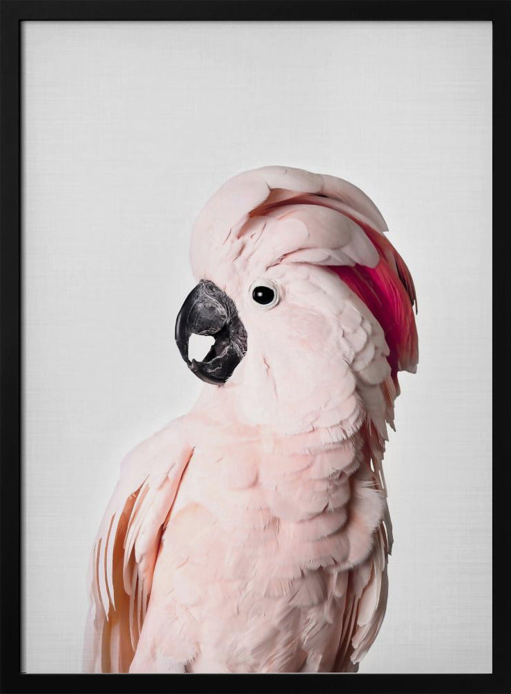 Pink Cockatoo | Poster