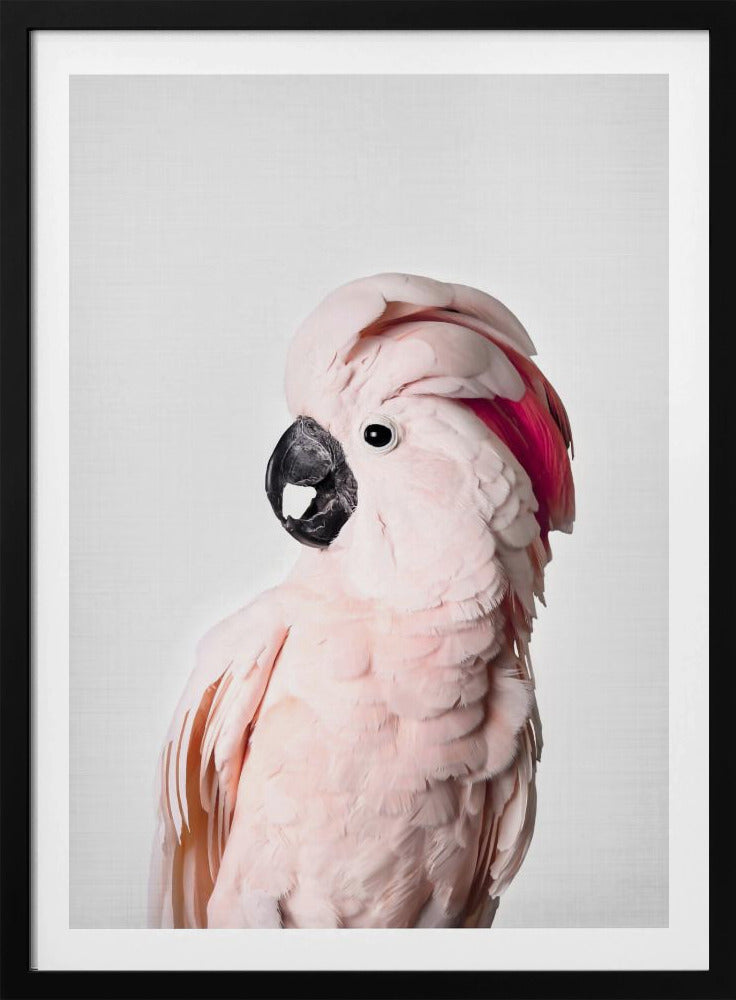 Pink Cockatoo | Poster