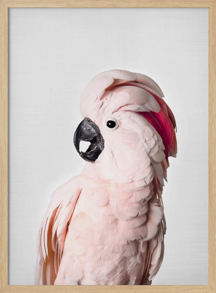 Pink Cockatoo | Poster