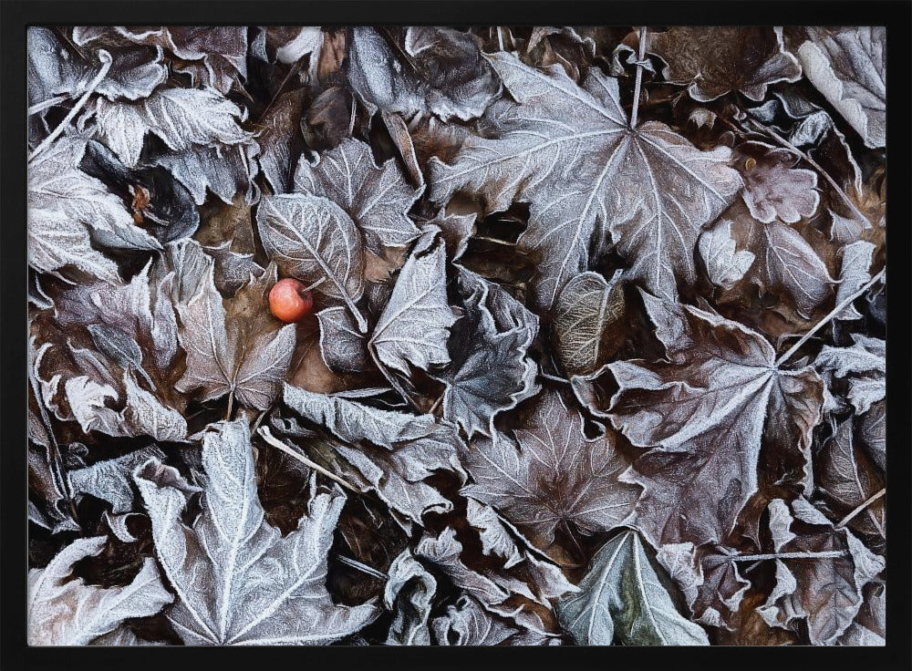 Frozen leaves | Poster