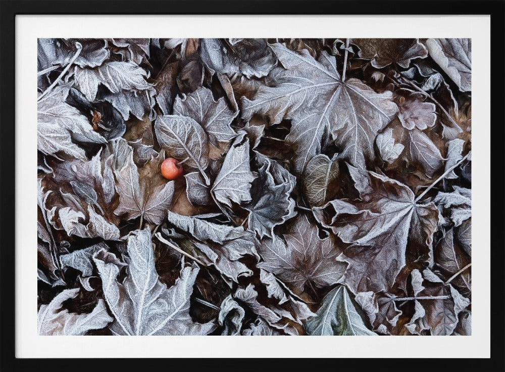 Frozen leaves | Poster