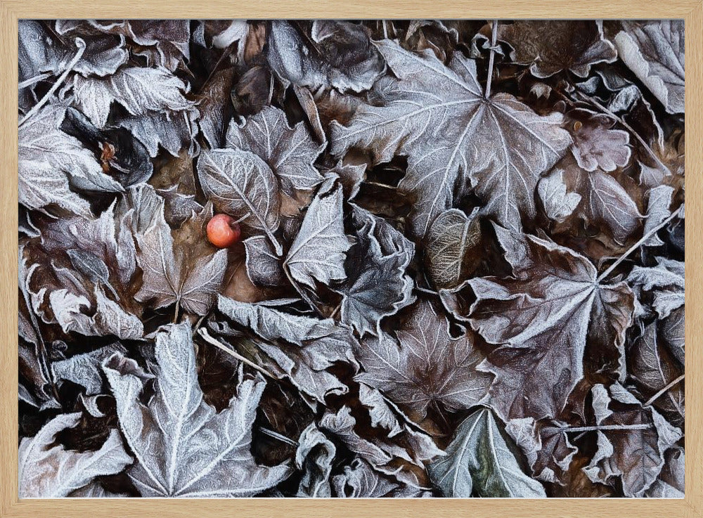 Frozen leaves | Poster