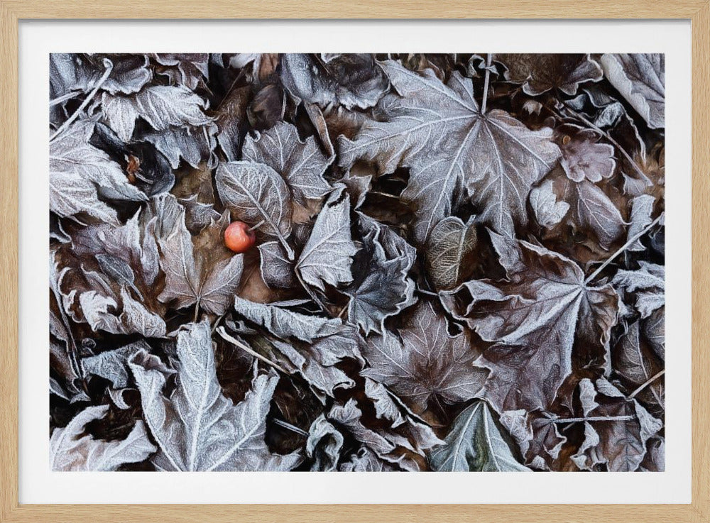 Frozen leaves | Poster