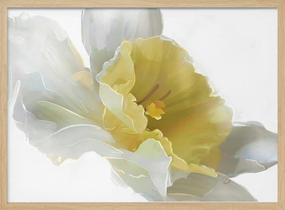 Daffodil | Poster
