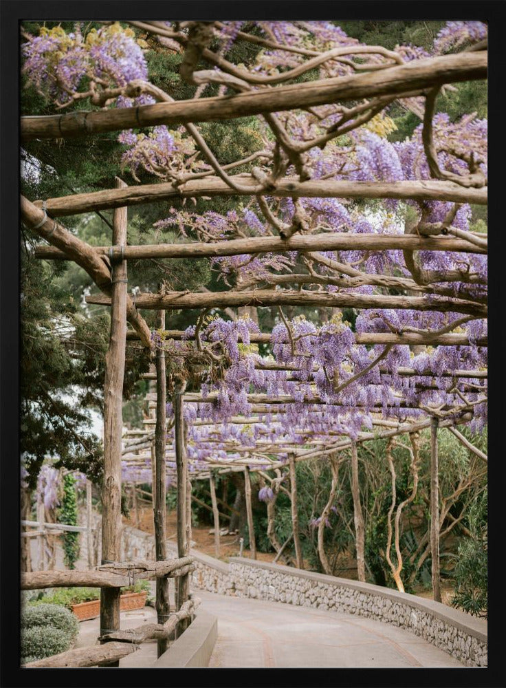 The Lavender Walkway | Poster