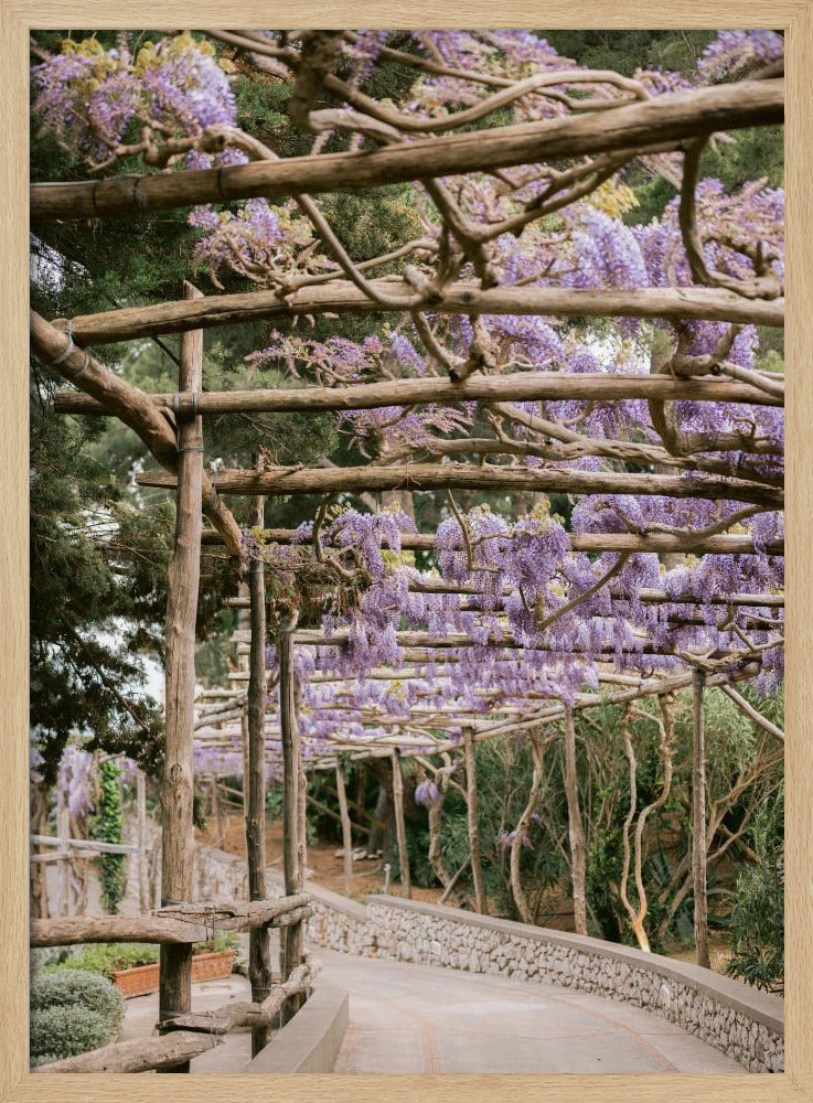 The Lavender Walkway | Poster