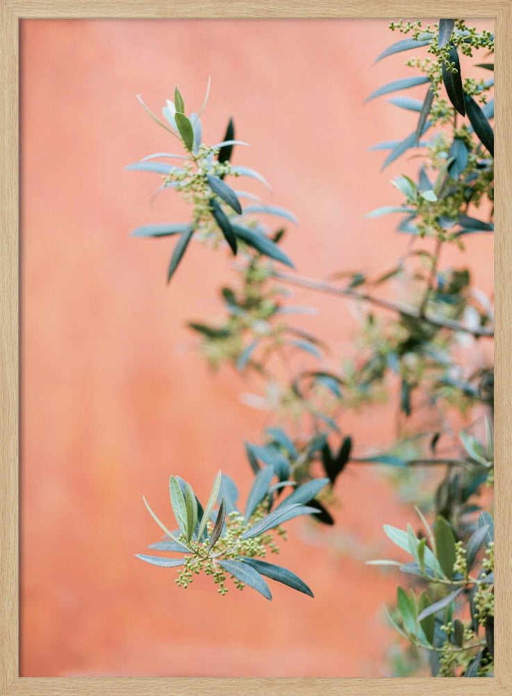 Green and coral | Poster