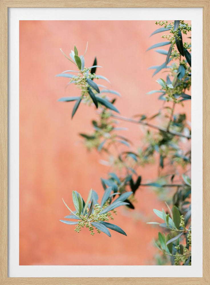 Green and coral | Poster