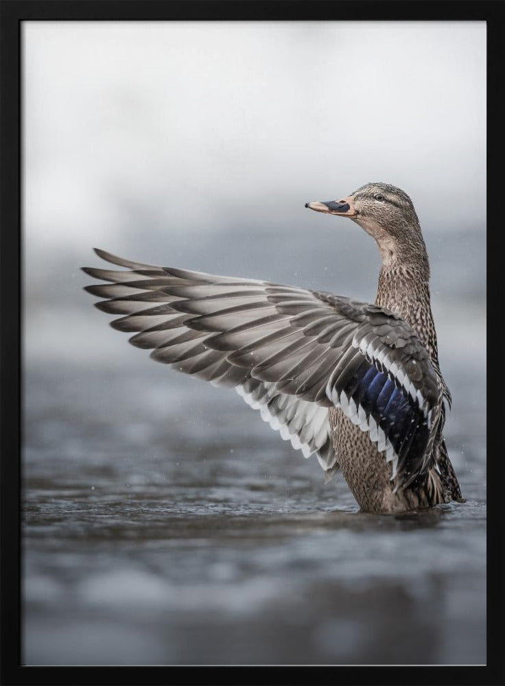 Female mallard with outstretched wings | Poster