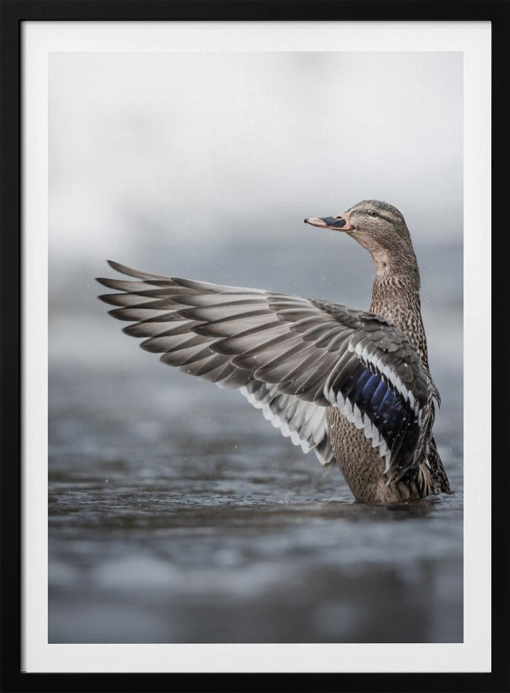 Female mallard with outstretched wings | Poster