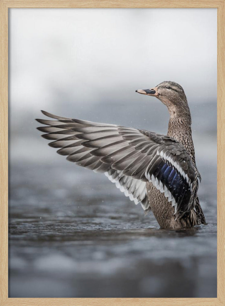 Female mallard with outstretched wings | Poster