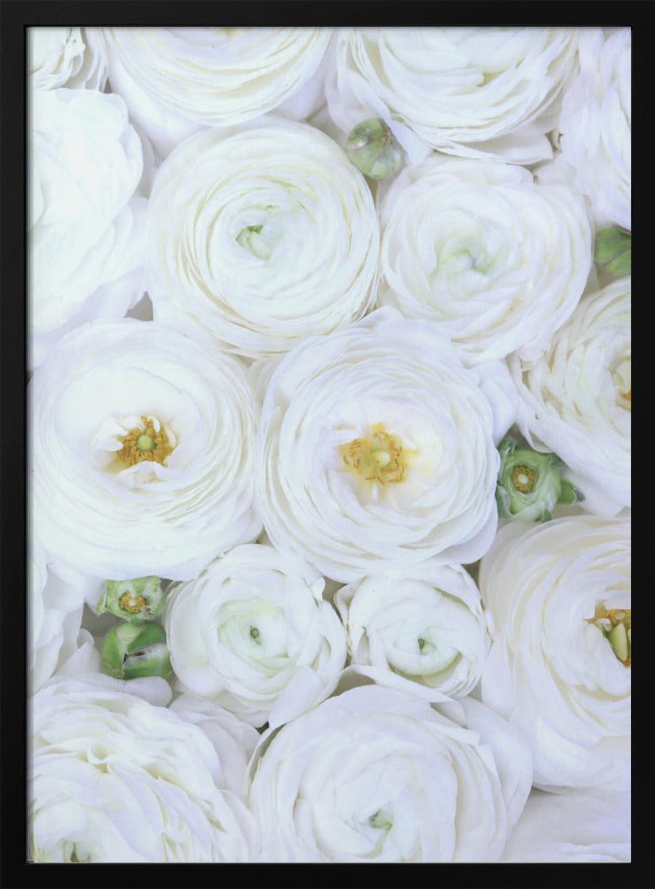 Pure white ranunculus | Poster