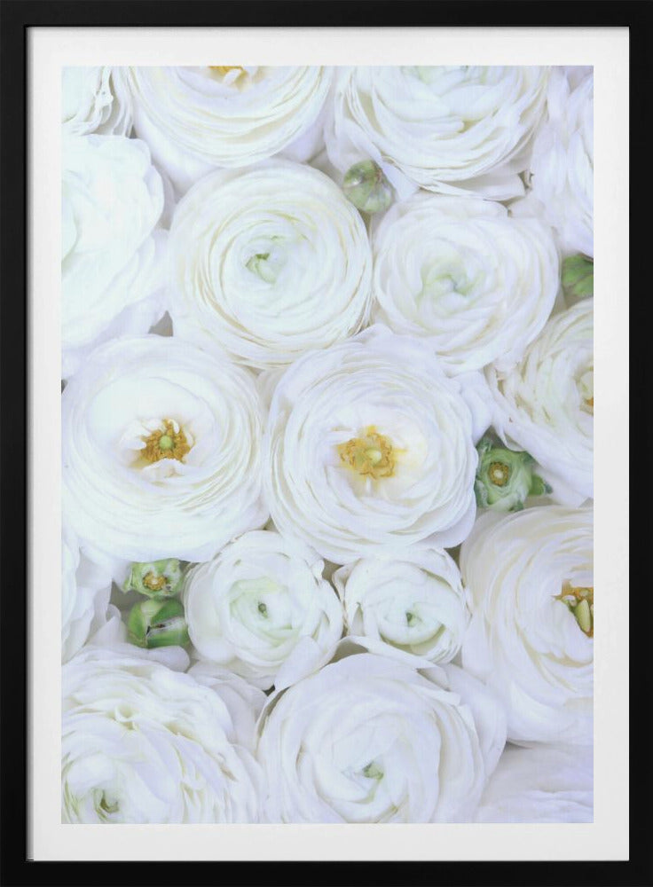 Pure white ranunculus | Poster