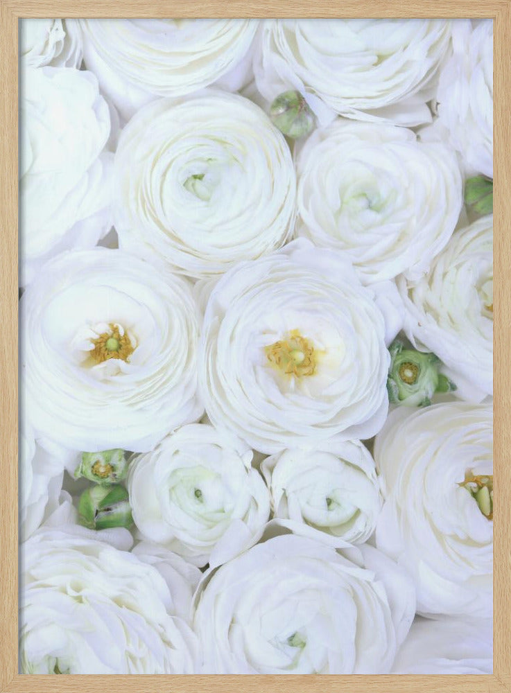 Pure white ranunculus | Poster