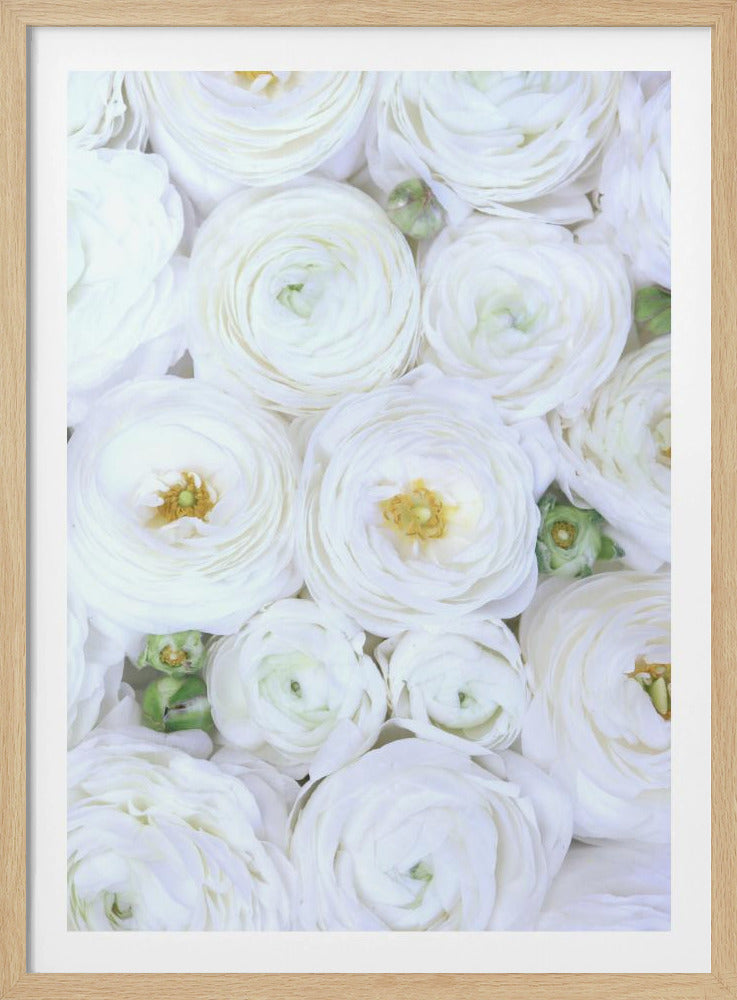 Pure white ranunculus | Poster