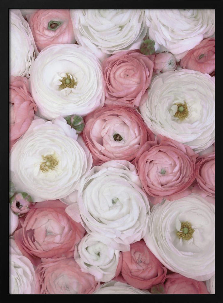 Scattered ranunculus in muted pink I | Poster