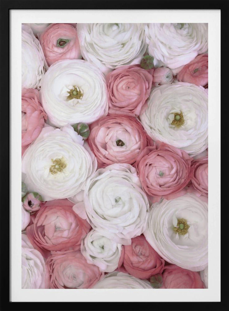 Scattered ranunculus in muted pink I | Poster
