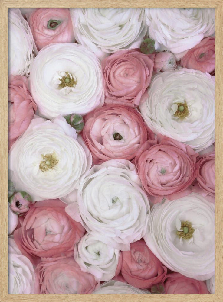Scattered ranunculus in muted pink I | Poster