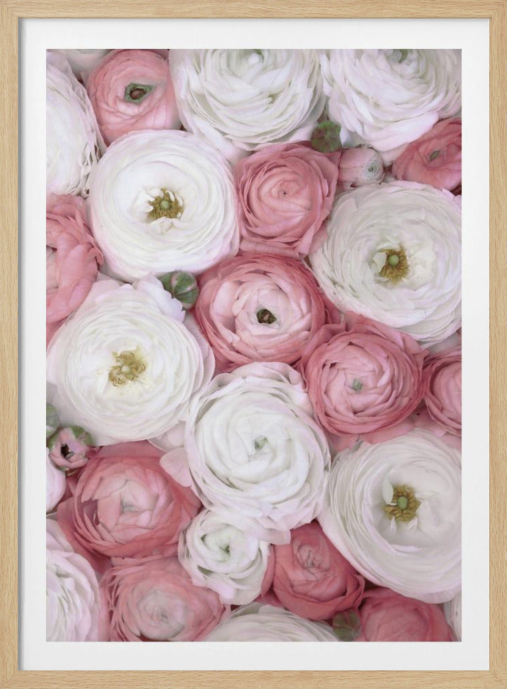 Scattered ranunculus in muted pink I | Poster