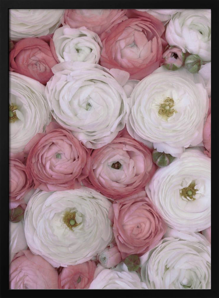 Scattered ranunculus in muted pink II | Poster