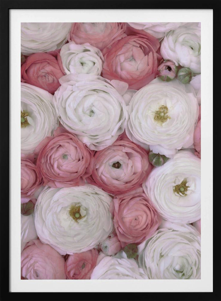 Scattered ranunculus in muted pink II | Poster