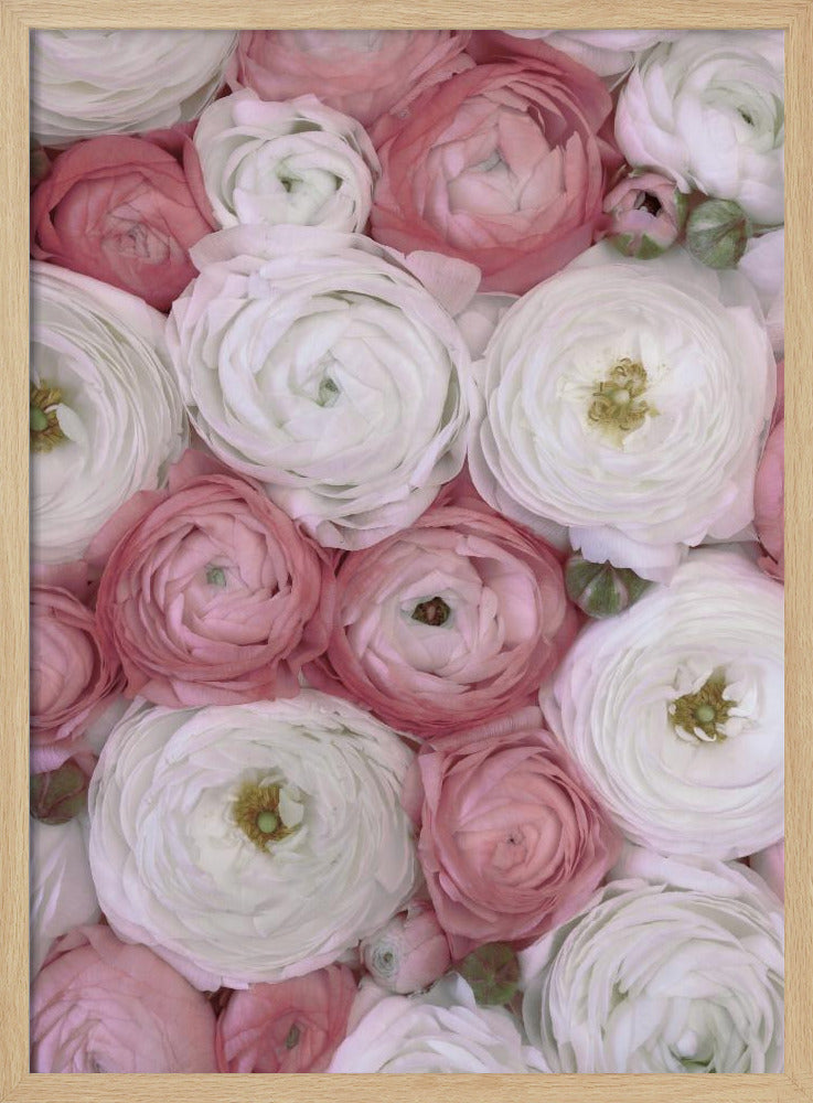 Scattered ranunculus in muted pink II | Poster