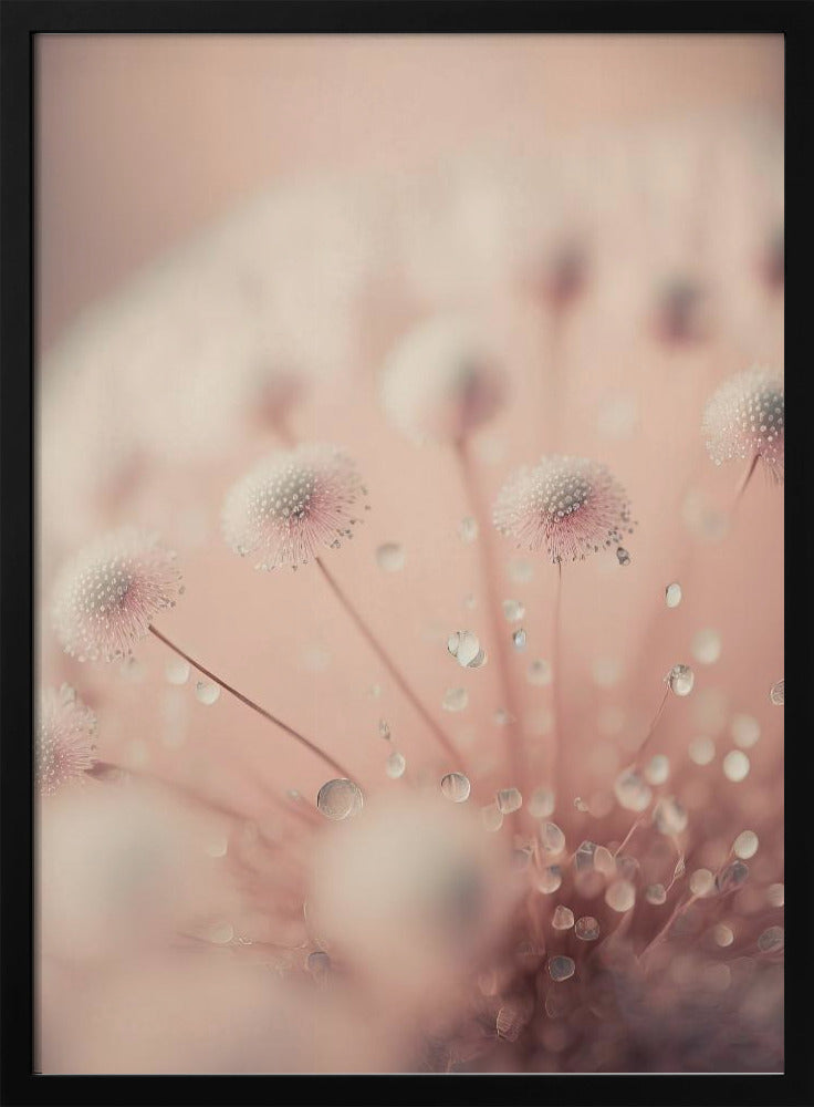 Dreamy Droplets | Poster