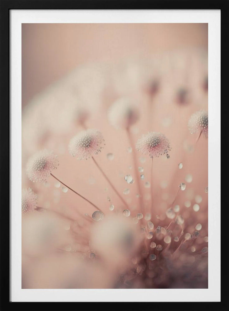 Dreamy Droplets | Poster