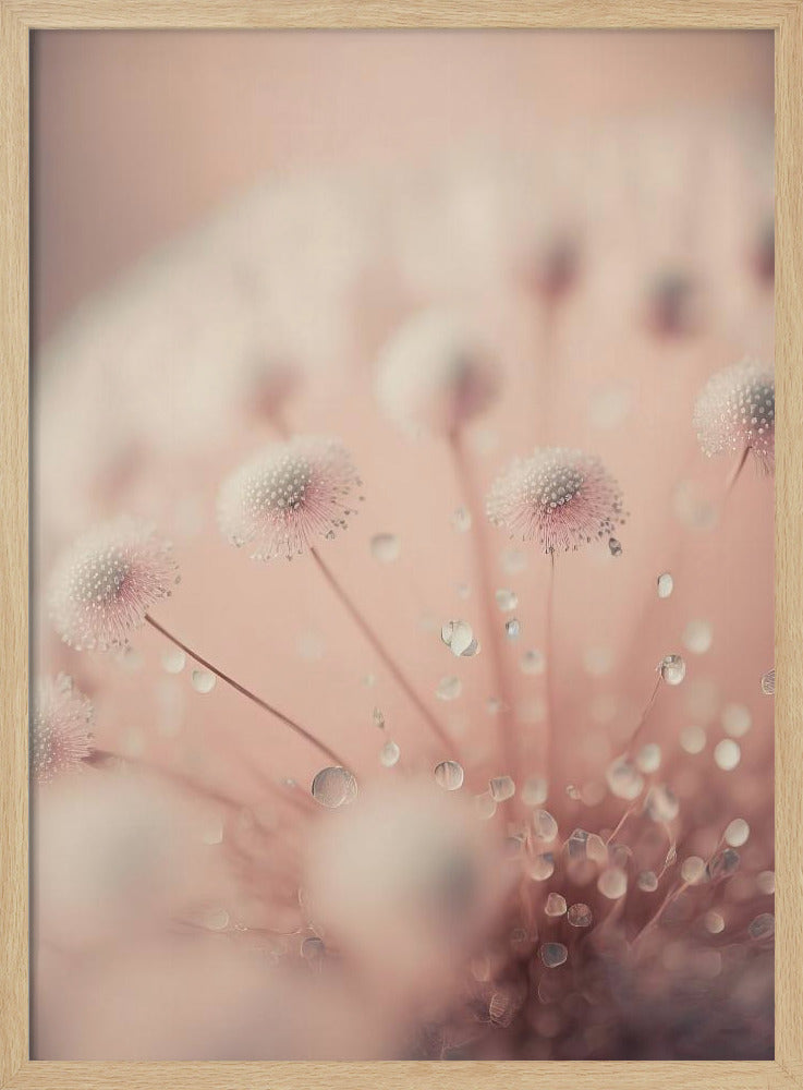Dreamy Droplets | Poster