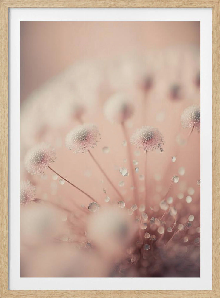 Dreamy Droplets | Poster