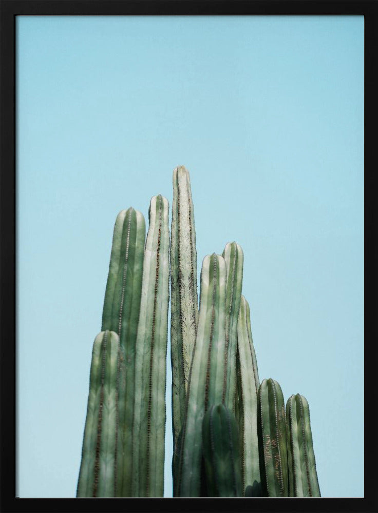 Cacti | Poster