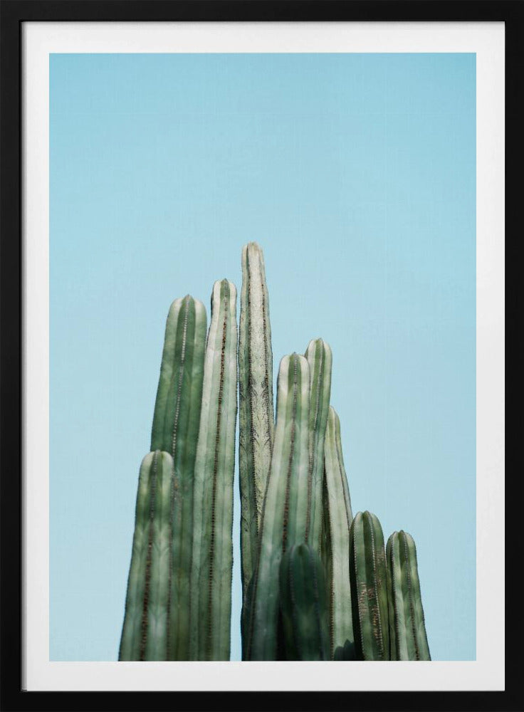 Cacti | Poster
