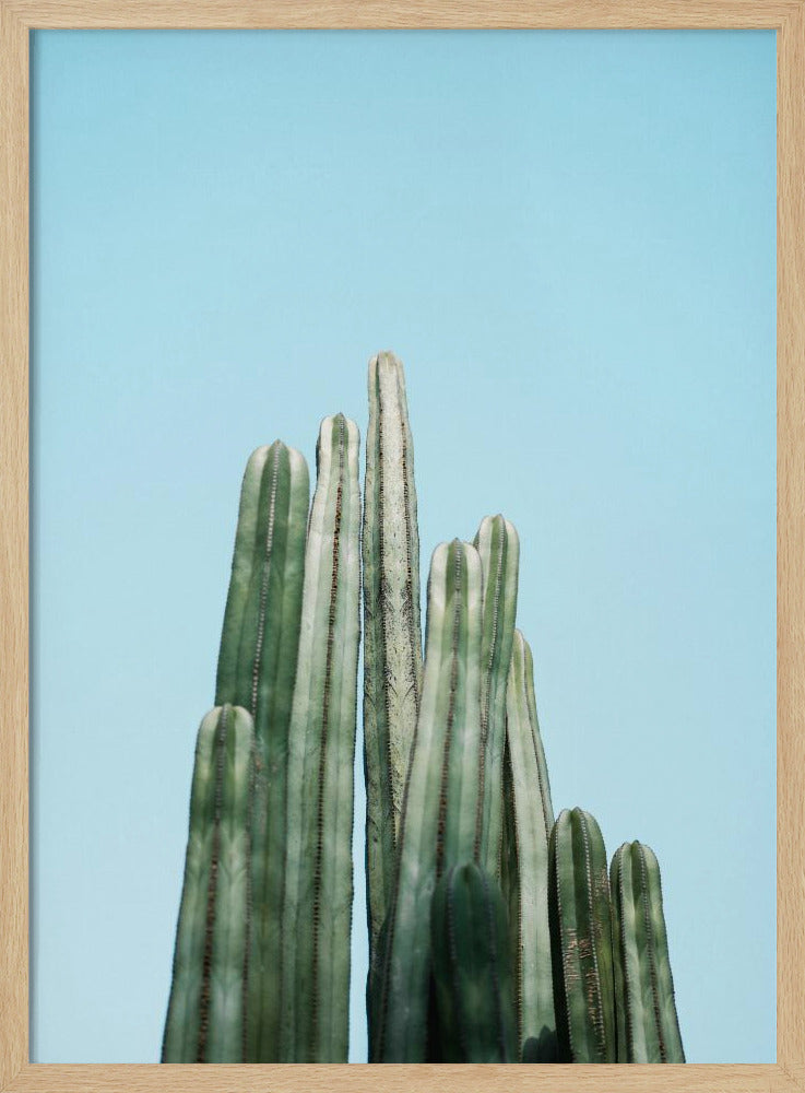 Cacti | Poster
