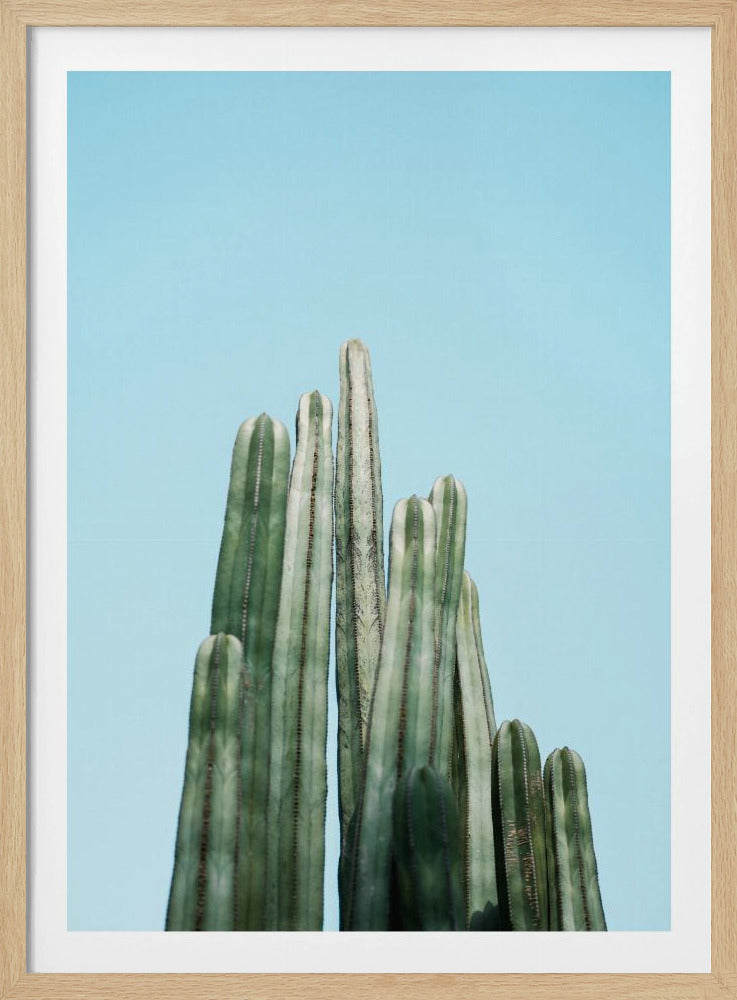 Cacti | Poster