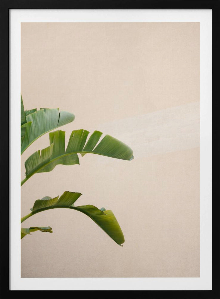 Cannes Banana Plant | Poster