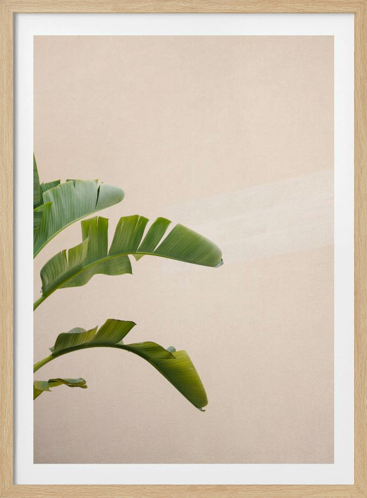 Cannes Banana Plant | Poster