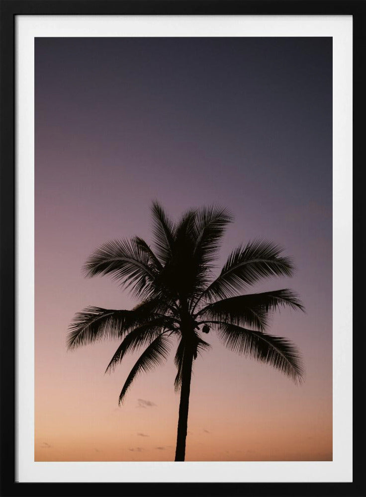Costa Rica Palm Tree | Poster