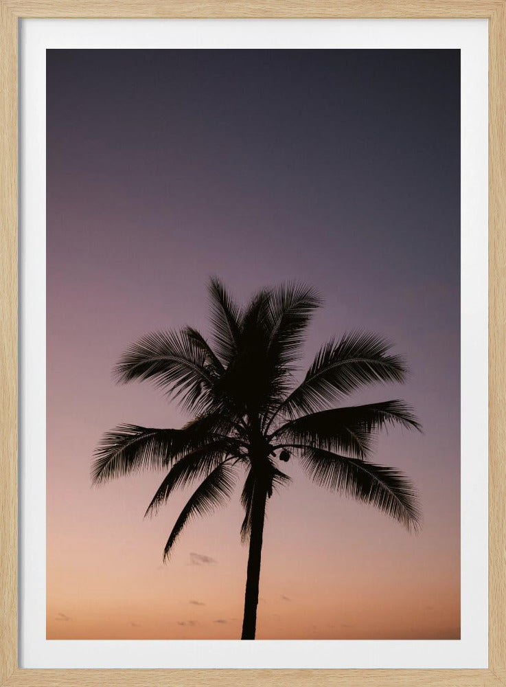 Costa Rica Palm Tree | Poster