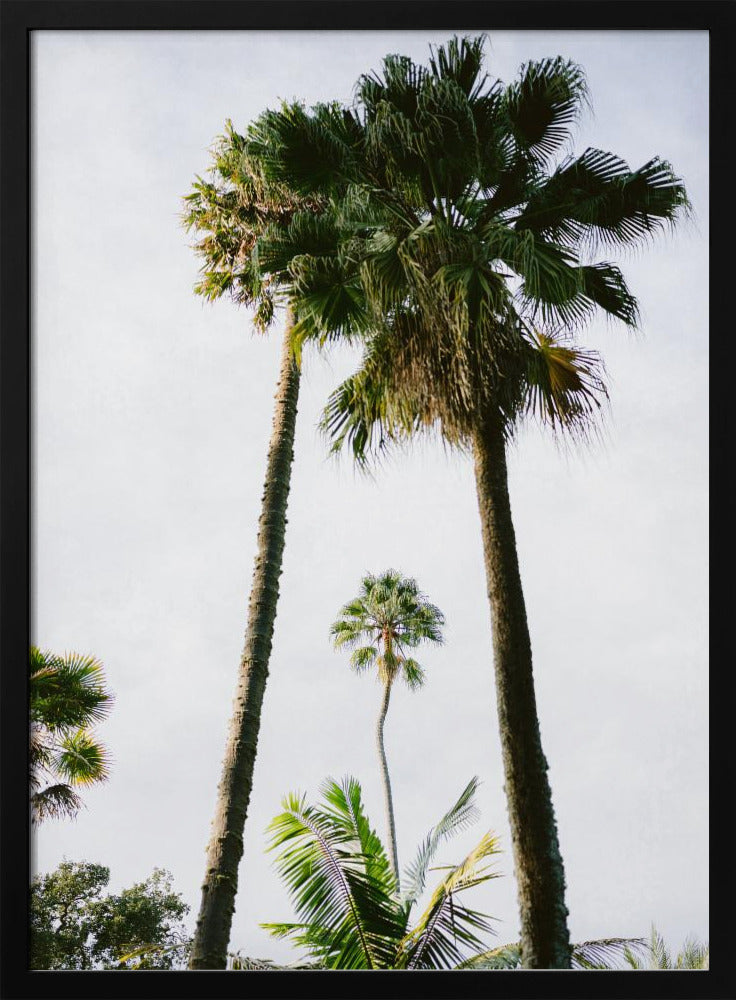 Find me under the Palm Tree | Poster