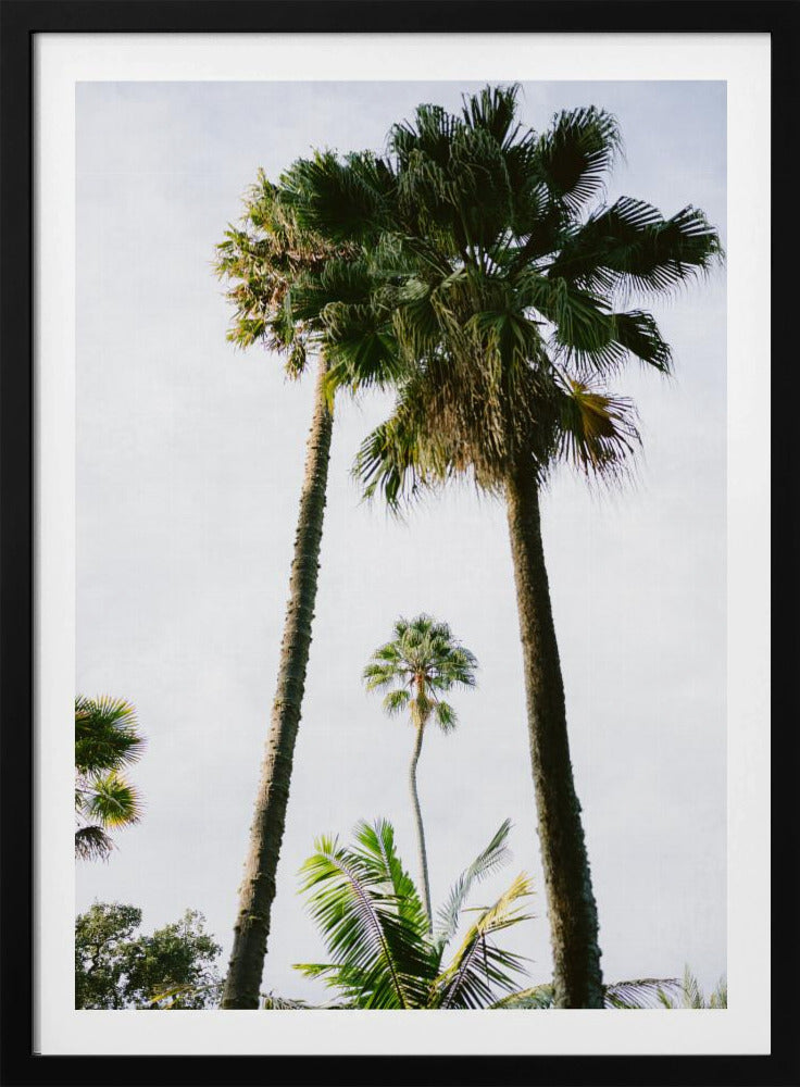 Find me under the Palm Tree | Poster