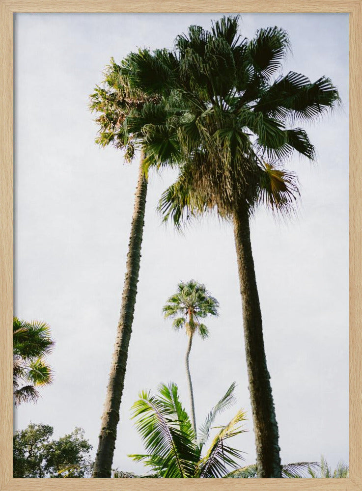 Find me under the Palm Tree | Poster