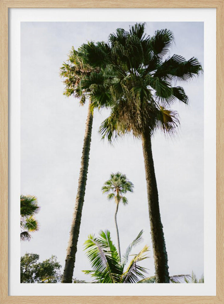 Find me under the Palm Tree | Poster