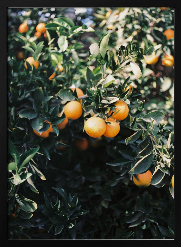 Marrakesh Oranges | Poster