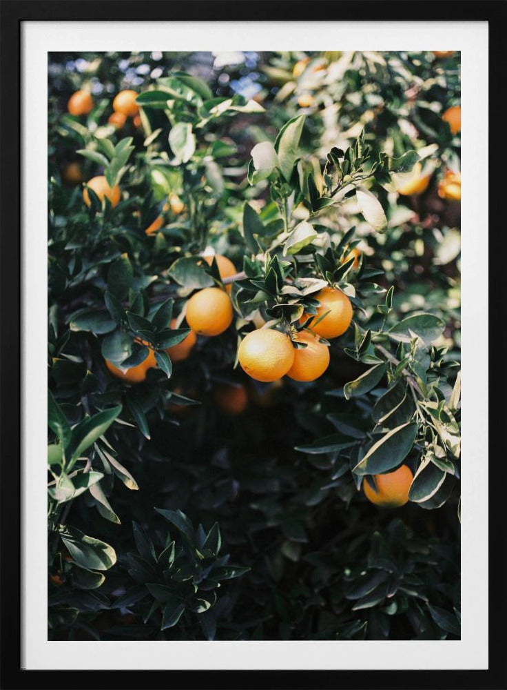 Marrakesh Oranges | Poster