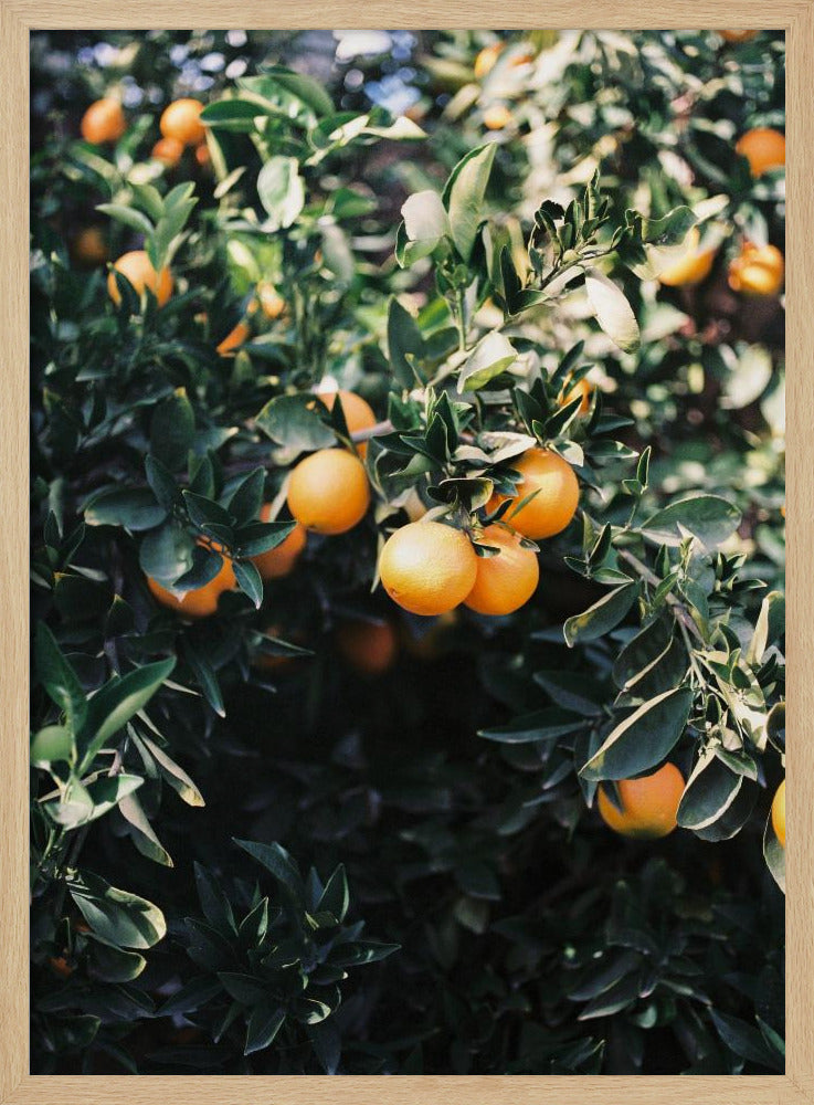 Marrakesh Oranges | Poster