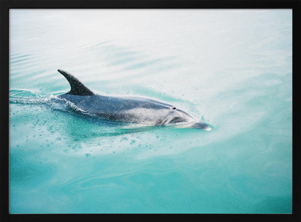 Dolphin N.Z. Northern | Poster