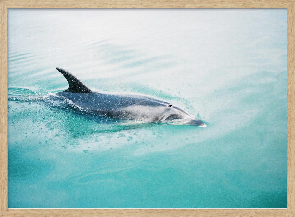 Dolphin N.Z. Northern | Poster