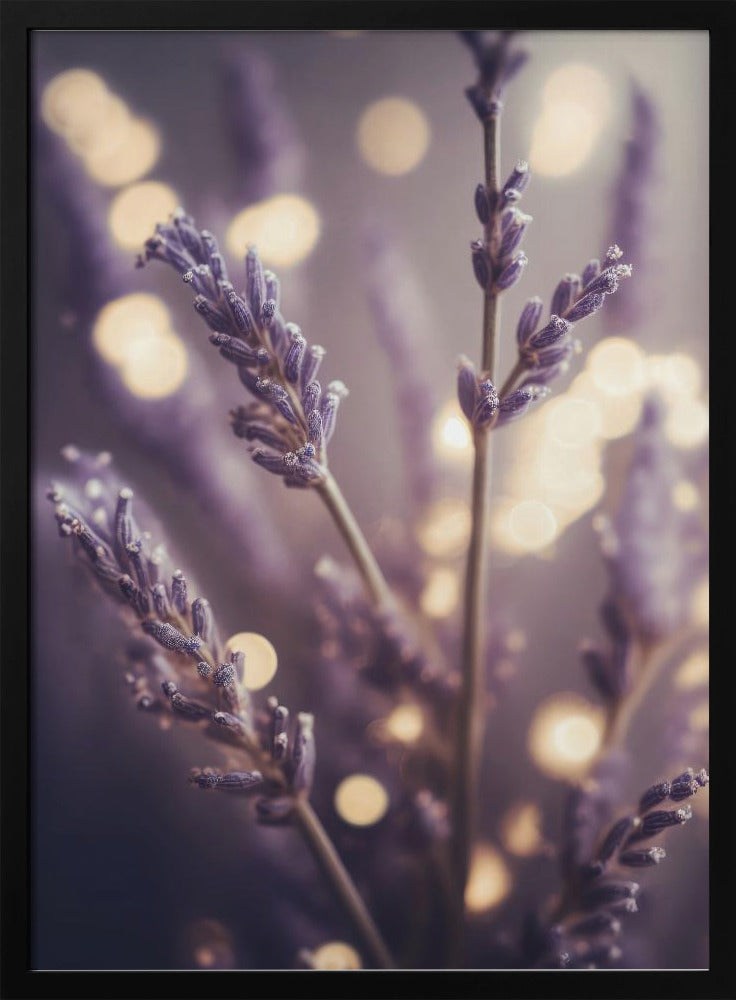 Lavender Dreams | Poster